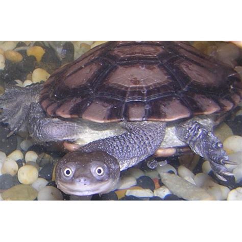 Snake Neck Turtle | Hollywood Fish Farm Online