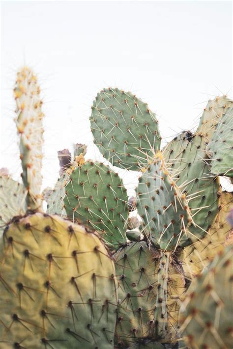 Minimalist Cactus Art | Cactus art, Cactus, Nature photography