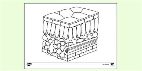 FREE! - Cross Section of Leaf Colouring | Colouring Sheets