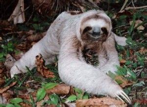 Albino Sloth Bear