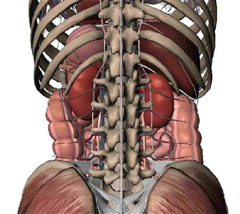 Diagram Of Abdominal Organs - exatin.info