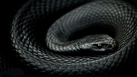 Black Mamba Snake Wallpapers - Top Free Black Mamba Snake Backgrounds ...