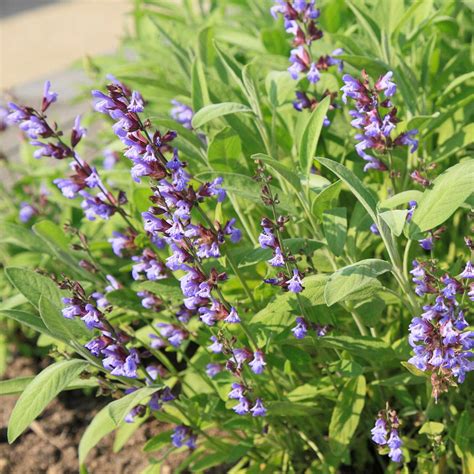 Sage Herb Seeds - Broad Leaved Variety - 4 oz Seed Pouch - Heirloom Broad Leaf Sage Garden Seeds ...