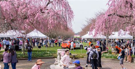 Cherry Blossom Festival Events 2024 Tickets - Noell Angelina