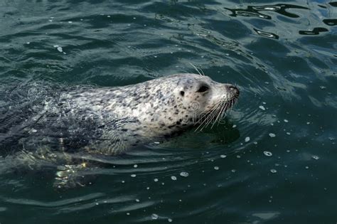 Swimming harbor seal stock image. Image of life, seal - 27060445