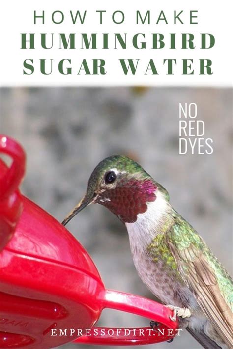 How to Make Sugar Water for Hummingbirds | Empress of Dirt