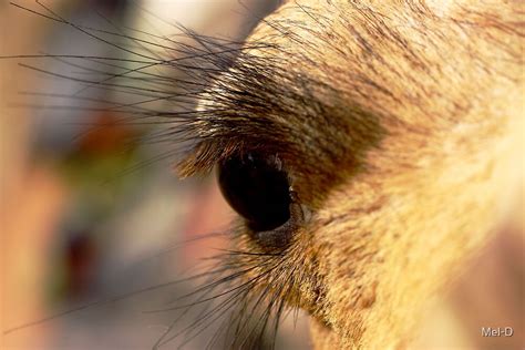 "Photography of Camel eyes" by Mel-D | Redbubble