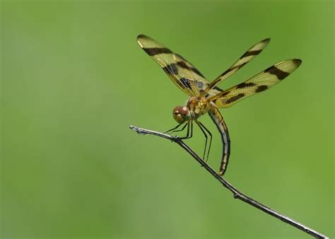 Halloween Pennant dragonfly | Andy Reago & Chrissy McClarren | Flickr