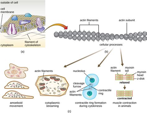 3.4: Unique Characteristics of Eukaryotic Cells - Biology LibreTexts