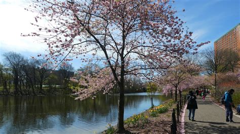 Cherry Blossom Festival 2024 Newark Nj - Halie Kerrill