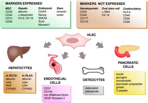 Frontiers | Human Liver Stem Cells: A Liver-Derived Mesenchymal Stromal ...