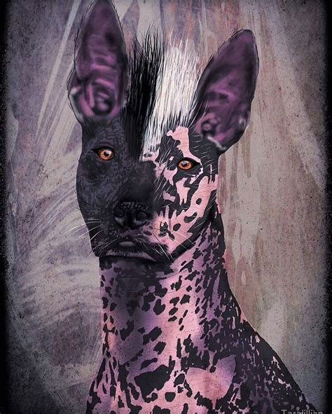 Xoloitzcuintli, The National dog of Mexico. Xolos were considered ...