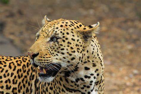 Leopard South Africa - Free photo on Pixabay - Pixabay