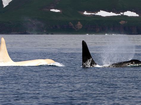 Five rare white killer whales spotted together in a sign of dangerous inbreeding | The Independent