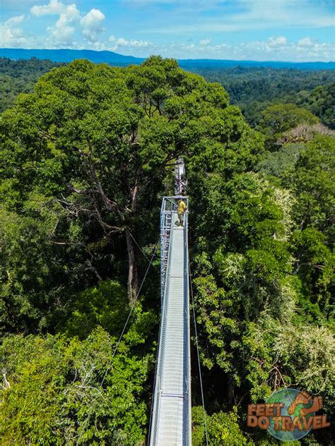 Brunei Jungle - Primary Rainforest Paradise - FeetDoTravel