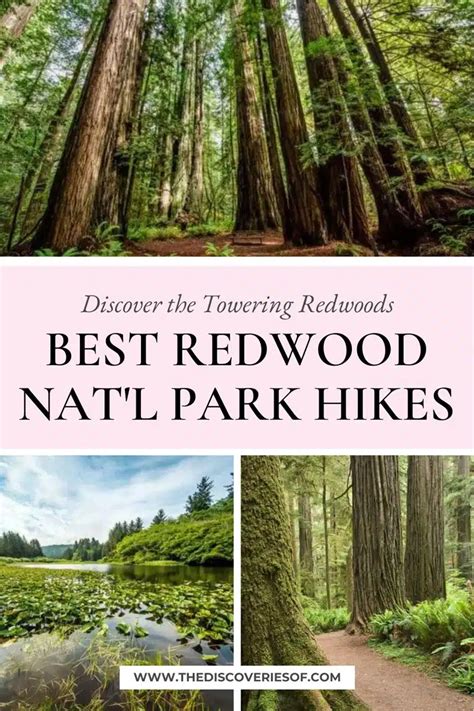 16 Best Hikes in Redwood National Park — The Discoveries Of