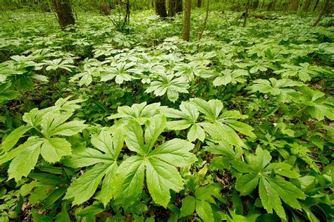 Mayapple