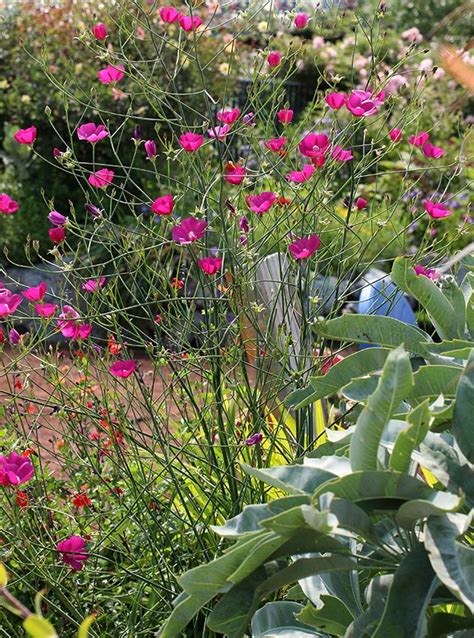 Callirhoe digitata “Standing Winecup” | Sloped garden, Drought tolerant ...