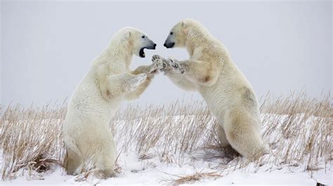 What Is a Polar Bear's Defense? | Polar bear, Bear, Play fighting