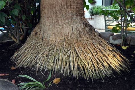 A Guide to Palm Tree Roots: How to Care for Yours and Identify Problems