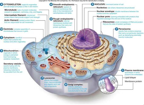 lysosomes - Google Search | Eukaryotic cell, Animal cell, Human cell structure