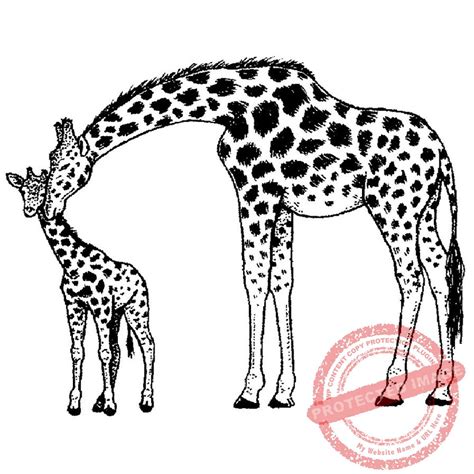 Easy Baby Giraffe Drawing