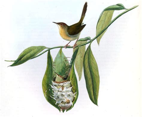 The tailorbird’s nest-making has to be seen to be believed - Australian ...