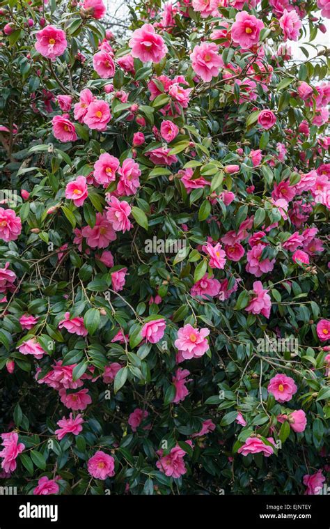 Camellia Williamsii 'Donation'. A beautiful pink Camellia bush covered in spring blooms Stock ...