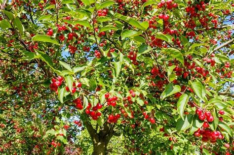 Crab Apple Tree Care | Crab Apple Tree Planting Instructions