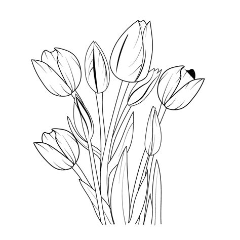 realistic tulip flower drawing, outline tulip flower drawing, tulip ...