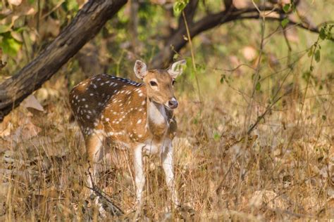 Gir Forest National Park (Official GANP Park Page)