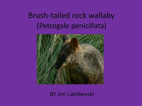 Brush tailed rock wallaby