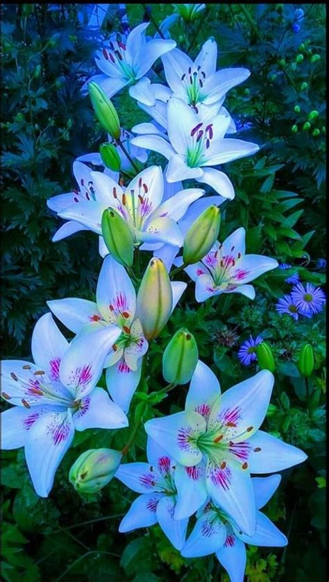 Shining blue lilies — with Alma Alicia Jasso Jimenez. https://www.facebook.com ...