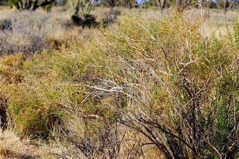 Plants in the Mojave Desert | Flickr - Photo Sharing!