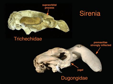 ADW: Dugong dugon: SPECIMENS