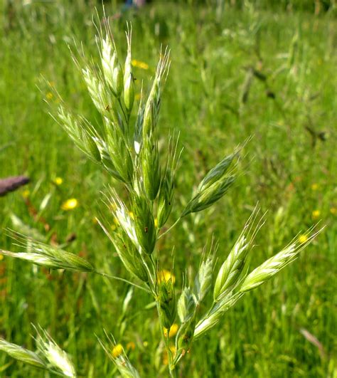 Bromus hordeaceus panicle | Dr M Goes Wild