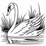 Beautiful swan coloring Page Lulu Pages sketch template