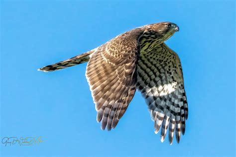Immature cooper's hawk | Gary Weddle DVM | Flickr