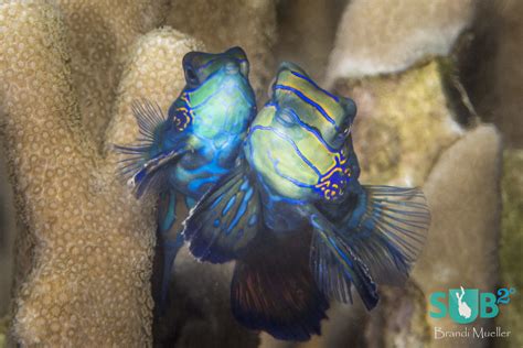 Mandarinfish-The Courtship Dance | Scuba Diving Blog