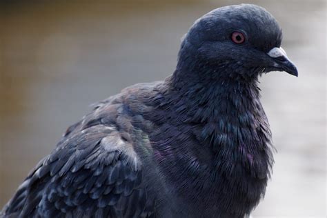 Black Pigeon Spiritual Meaning and Symbolism (9 Omens)