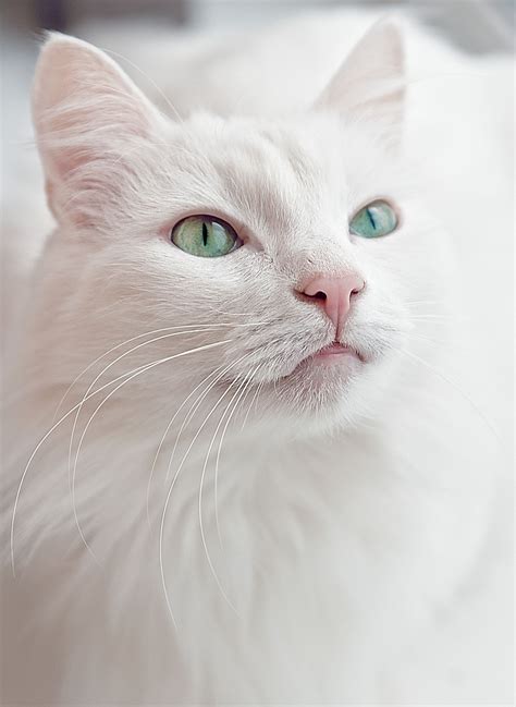 White cat - null | Albino cat, White cats, Cats