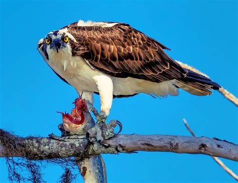 Osprey - The Sea Hawk