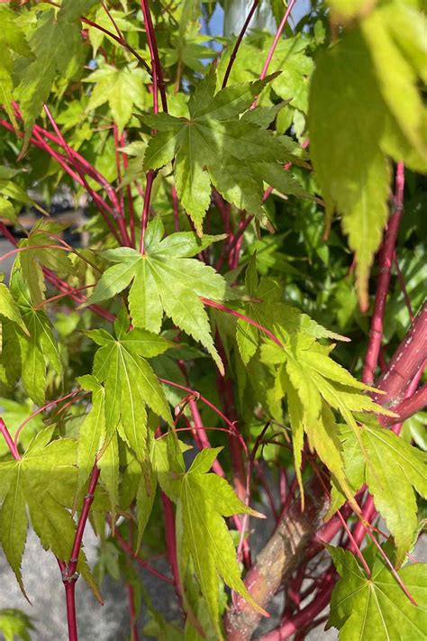 A Guide to Different Japanese Maple Types | Gardener’s Path