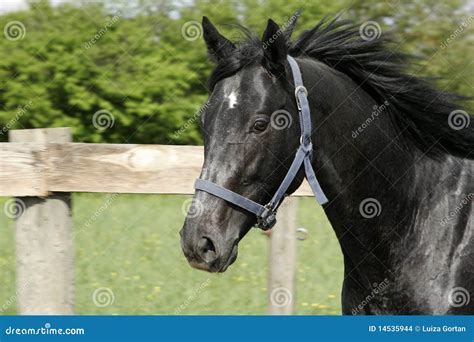 Thoroughbred Horse 2 Year Old Racing Stallion Stock Photo - Image of domesticated, domestic ...