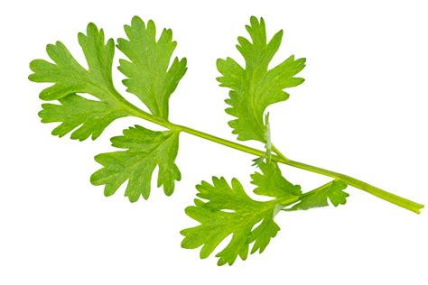 High definition of fresh green coriander leaf isolated on transparent ...