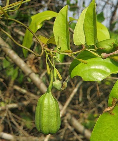 Aristolochia indica Sunanda Birthwort Snakeroot | Etsy