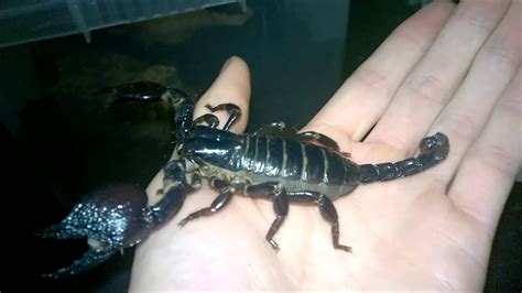 Unpacking and handling Pandinus cavimanus (Red Claw Scorpion) - YouTube