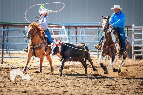 What Is Team Roping [17 Frequently Asked Questions]? - Horses & Foals