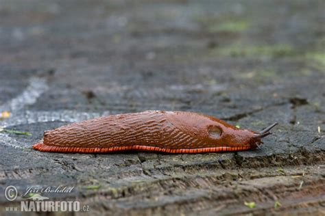 Arion lusitanicus Pictures, Spanish Slug Images, Nature Wildlife Photos ...