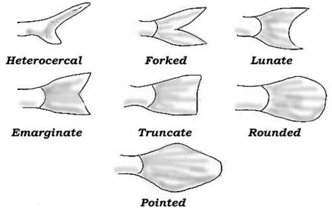 fish tail shapes | Fish anatomy, Animal drawings, Fish